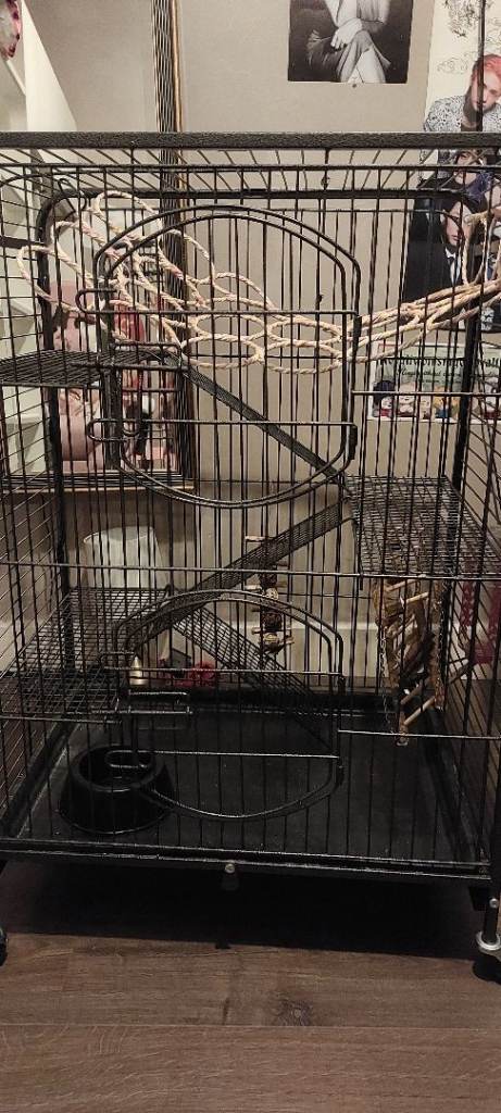 Rat/ferret cage with accesories