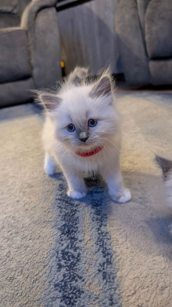 Blue ragdoll kittens looking for loving homes