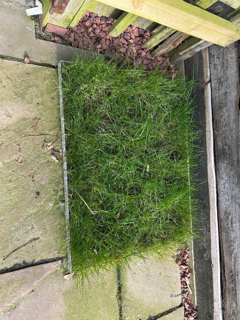 Kitty/small furry pet grass free