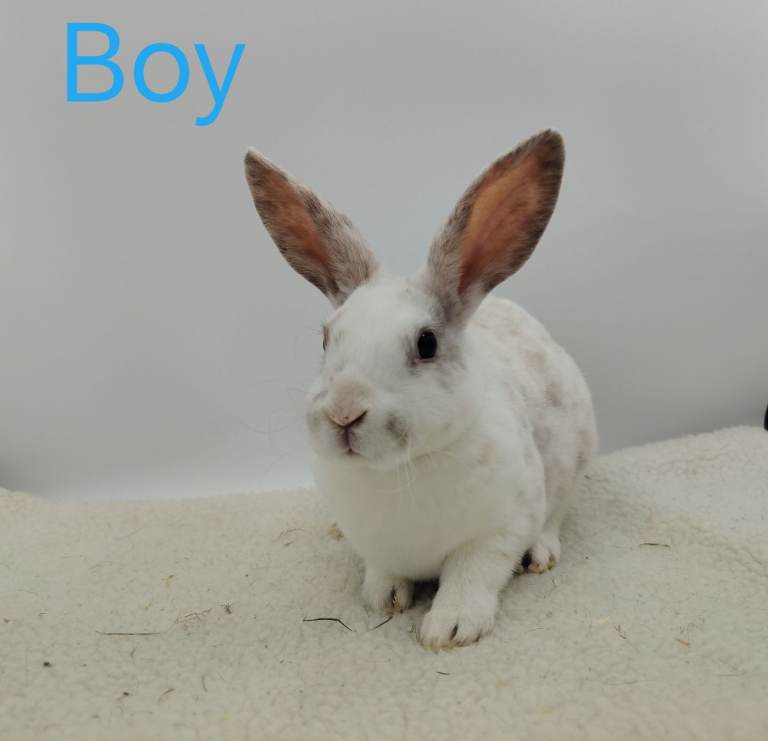 Mini rex mixed litter