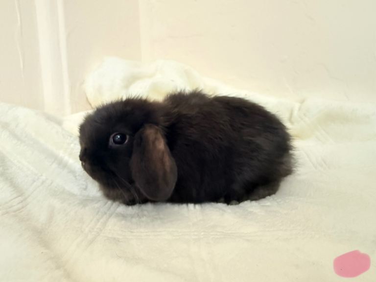 Mini lop rabbits does/bucks 8 weeks old 