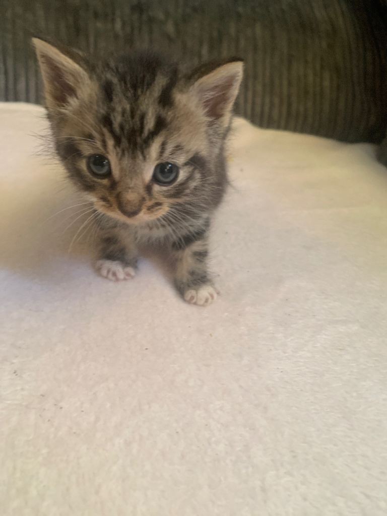 3 kittens for sale 