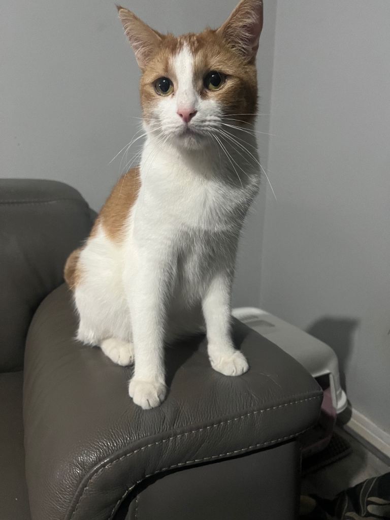 Orange and white cat for sale
