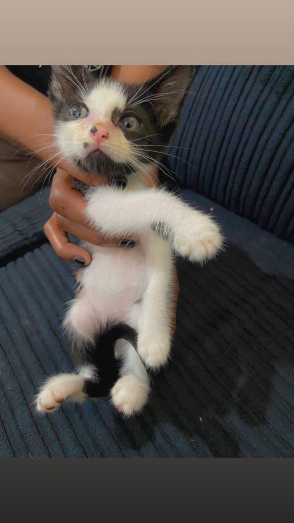 mixed-breed kitten £45 each 