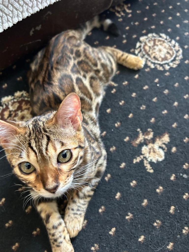 Beautiful Bengal kitten