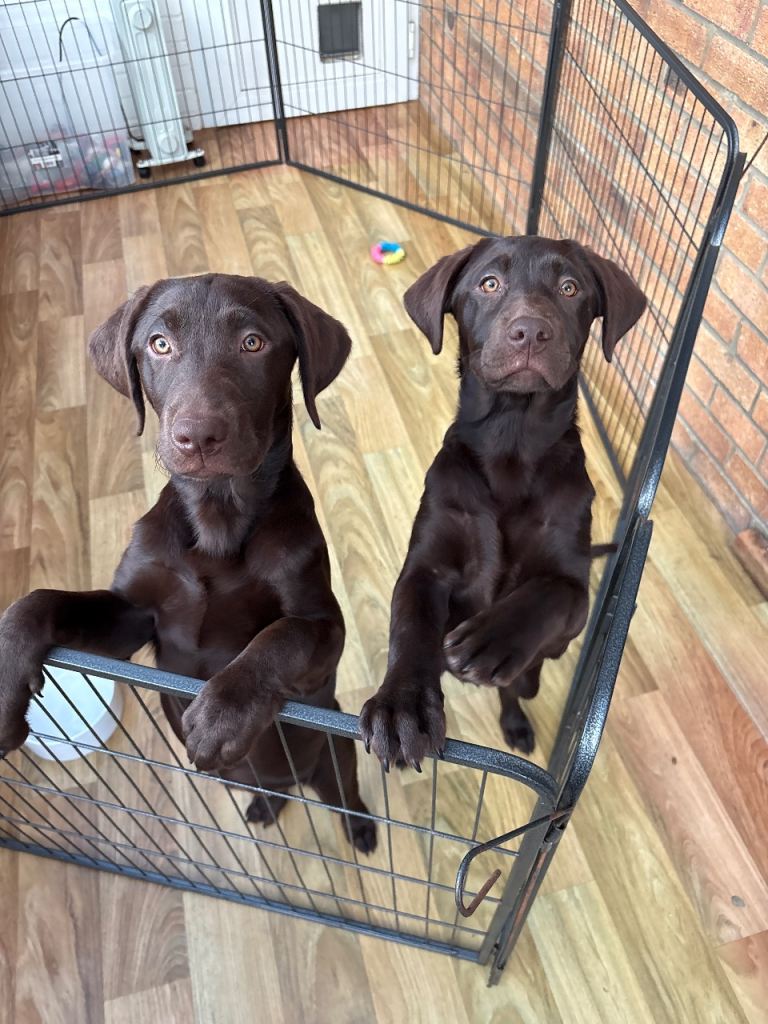 Chocolate Labrador pups- last two in litter