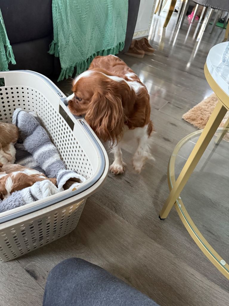 King Charles puppies only one boy left