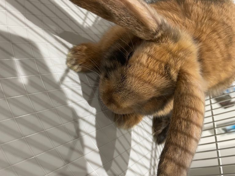 Male harlequin 7 months old and a cage 