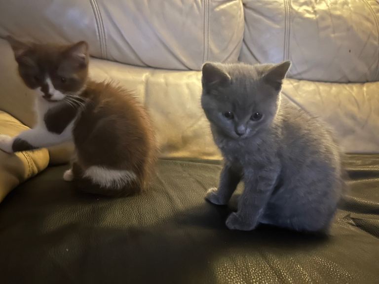 BSH kittens are available 