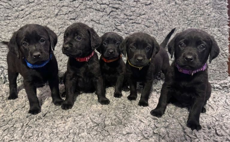 KC Reg Labrador Pups. 