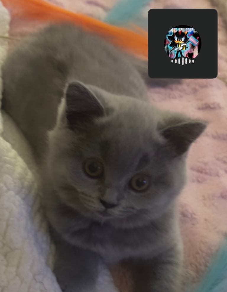 British short hair kittens 
