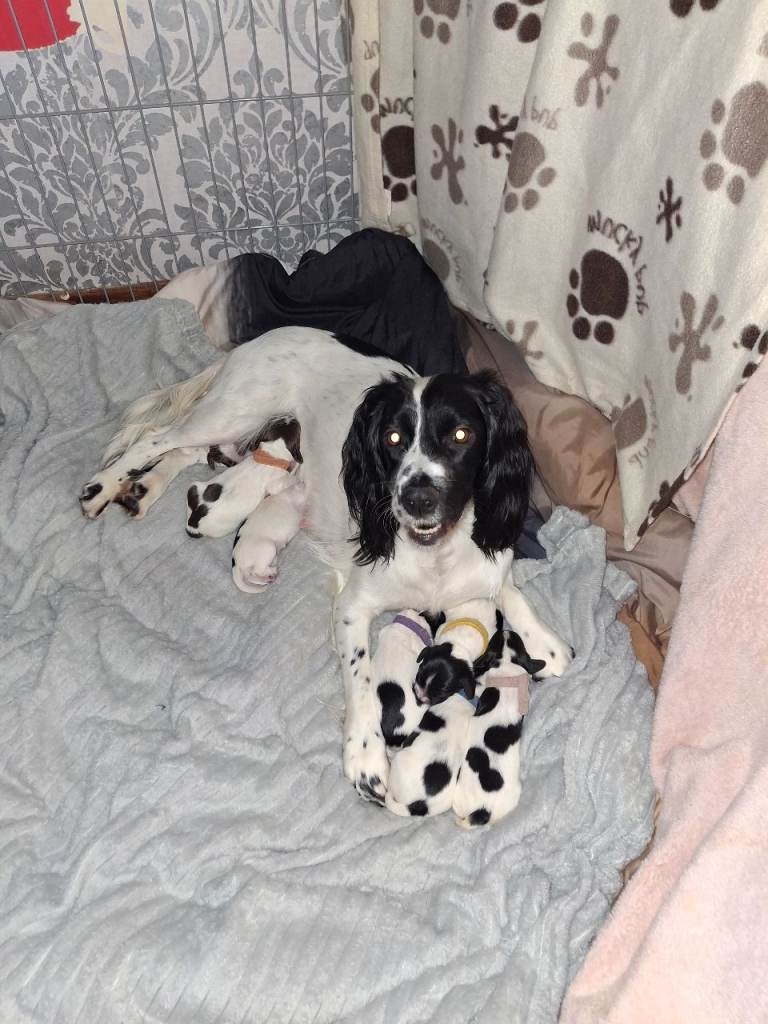 Sprocker/Springer Spaniel pup for sale! 1 boy left