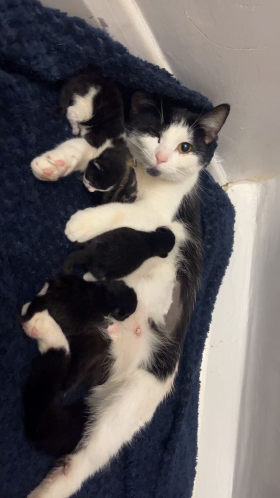 4 day old kittens looking for their forever homes when ready to leave 💕