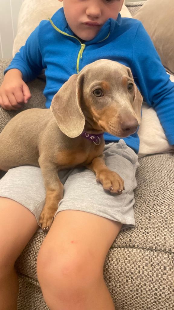 LAST Miniature dachshund puppy 