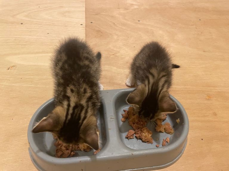 9 week old kittens ( 2 male )