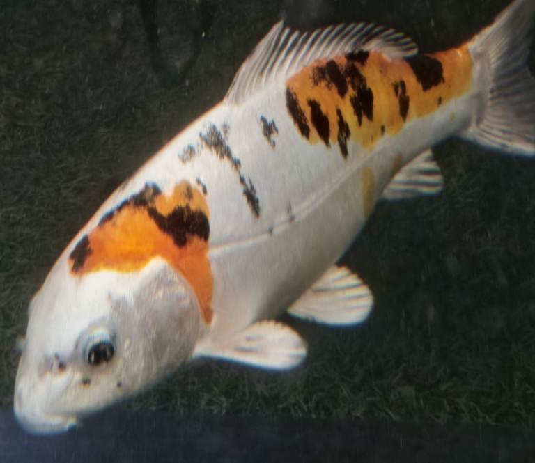 Koi Carp (Japanese) 