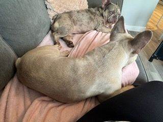 4 year old French Bulldog sisters 