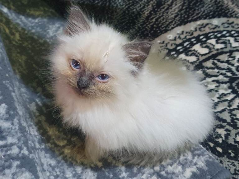  ragdoll kittens
