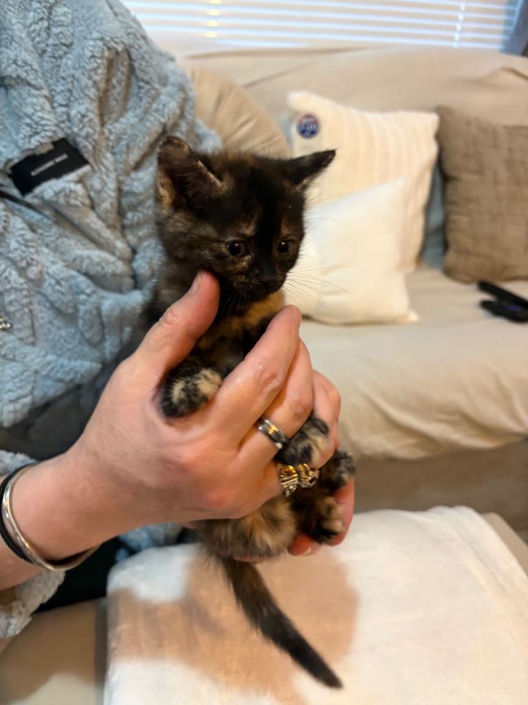 7 Kittens for sale 