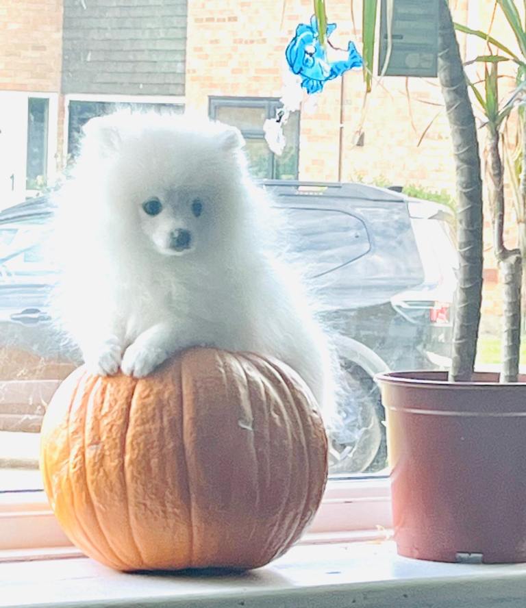Beautiful Pom Pom looking new parents 
