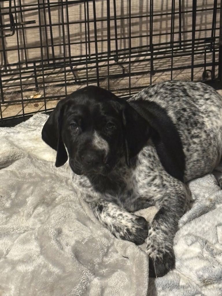 Female German pointer puppy
