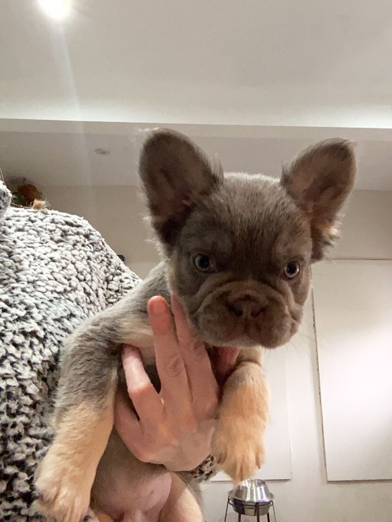 French bulldog puppies (fluffy)