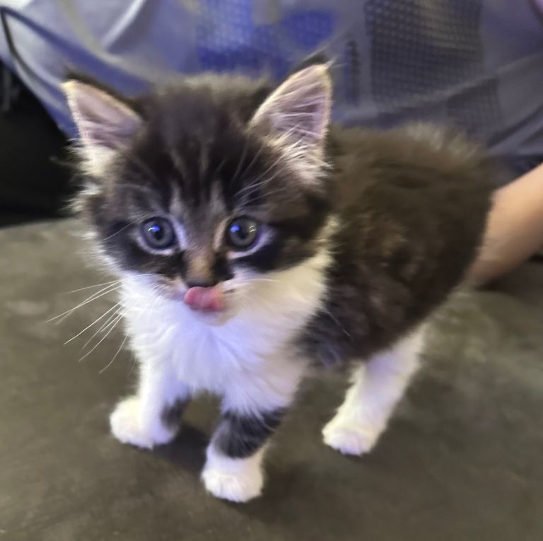 5 kittens 