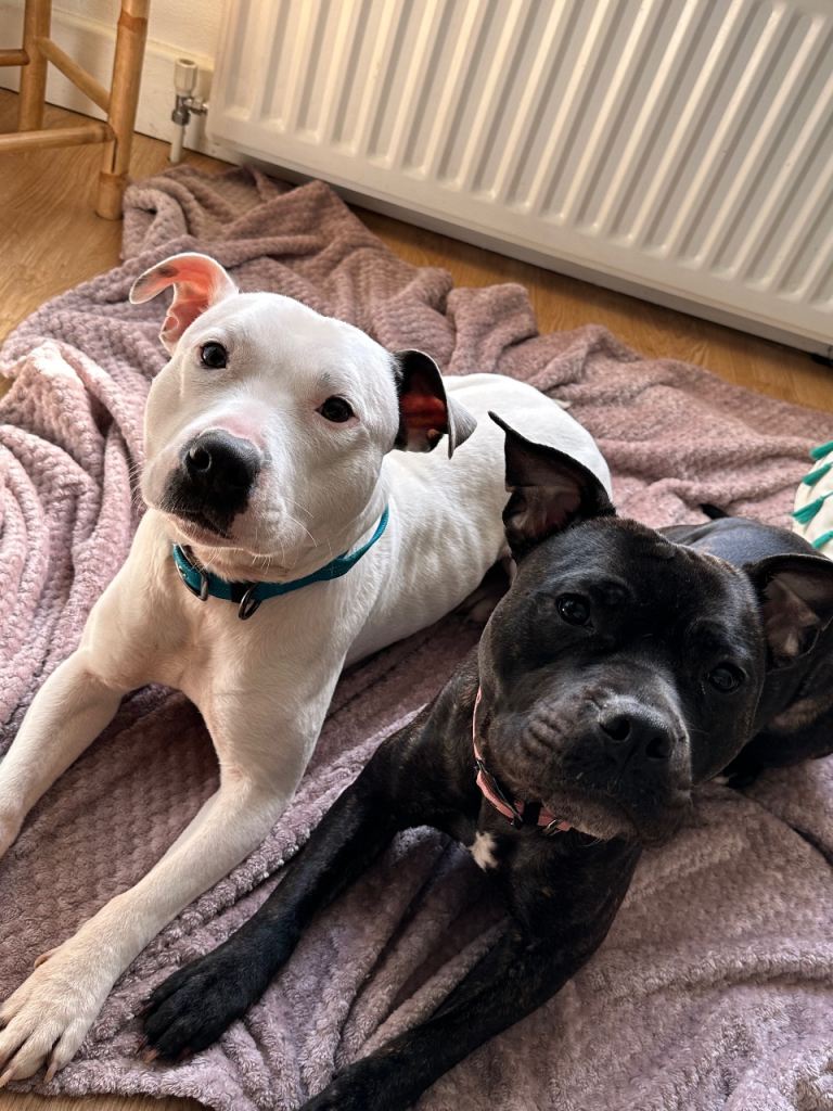 Staffy/mastiff mix puppies for sale 