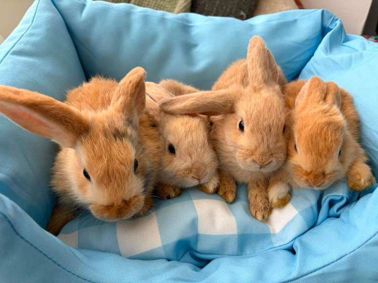 Mini lops 9 weeks old.