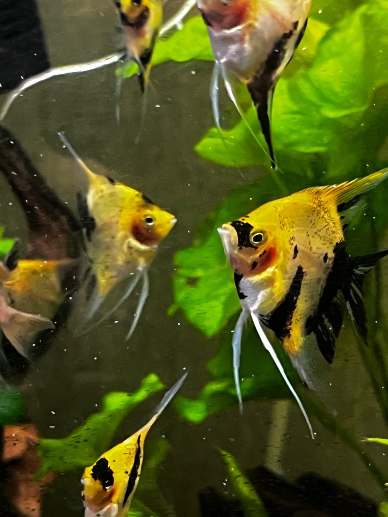 Tropical fish