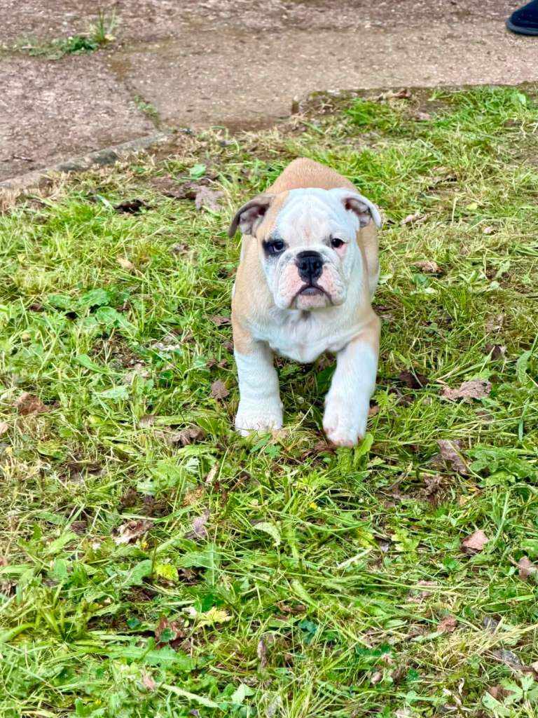 KC Registered Beautiful English Bulldog 