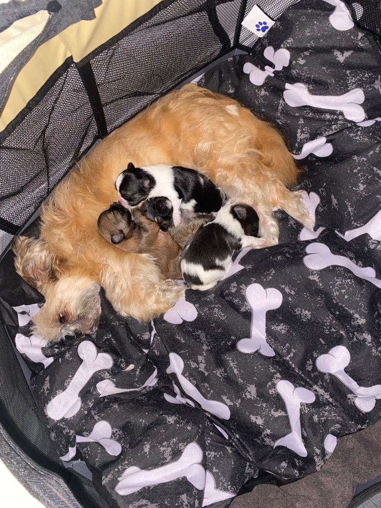 Shih Tzu x Chihuahua puppies