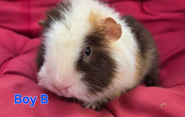 Fluffy male teddy guineapigs 