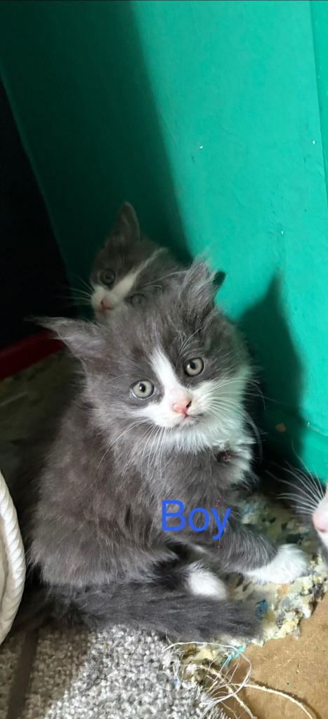 Kittens