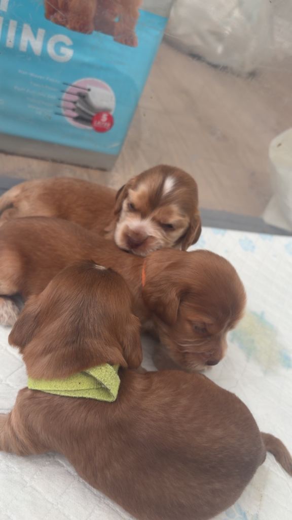 Kc show cocker spaniels 