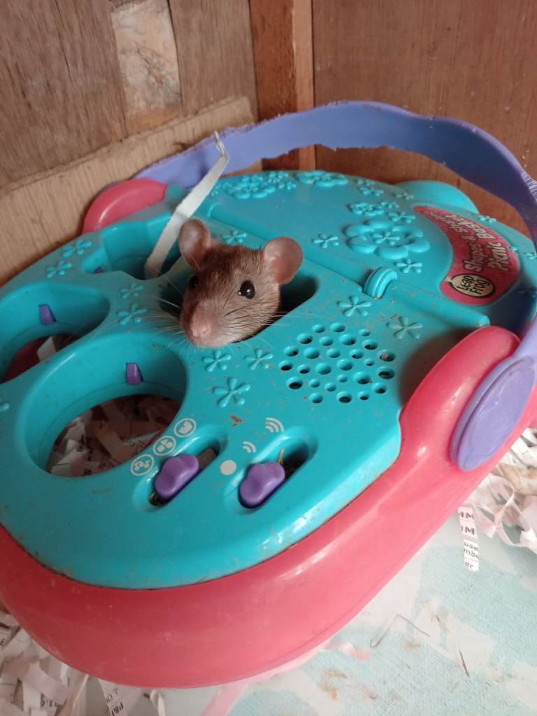 Pet female rats