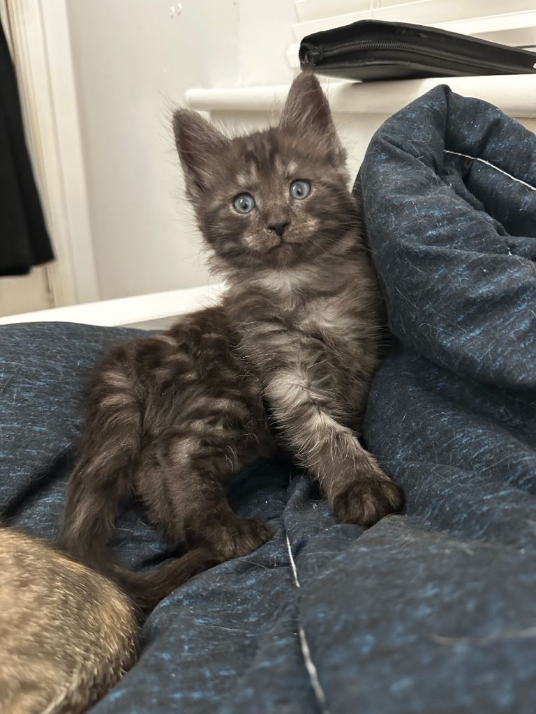 All Kittens now Reserved. 