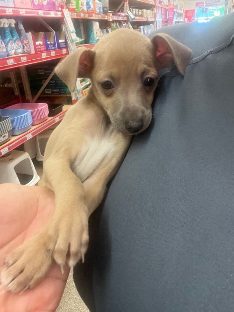  Italian greyhound girl  
