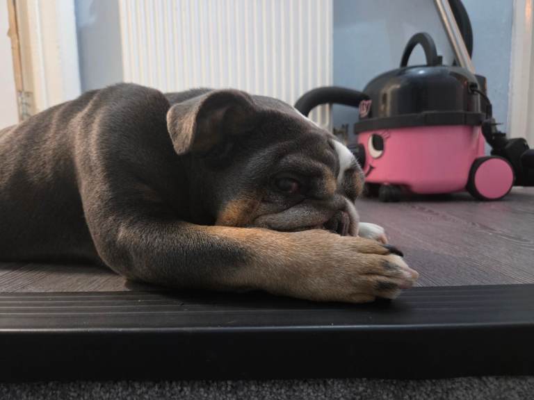 Female Adult bulldog 