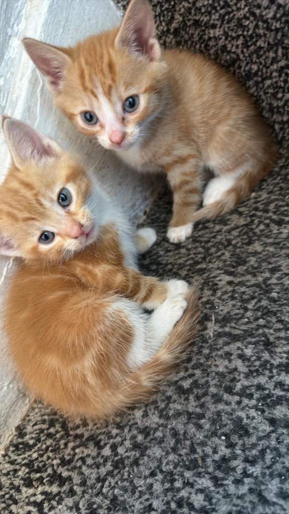 Kittens 