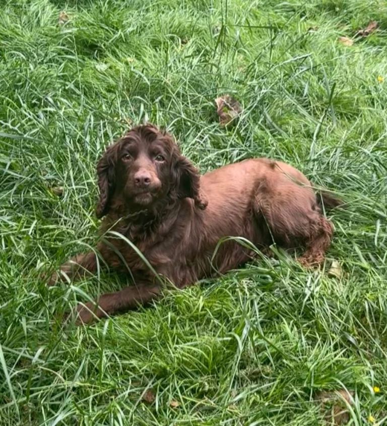 Chocolate cocker spaniel 