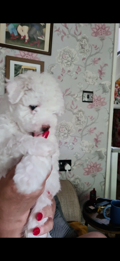 Maltipoo puppy