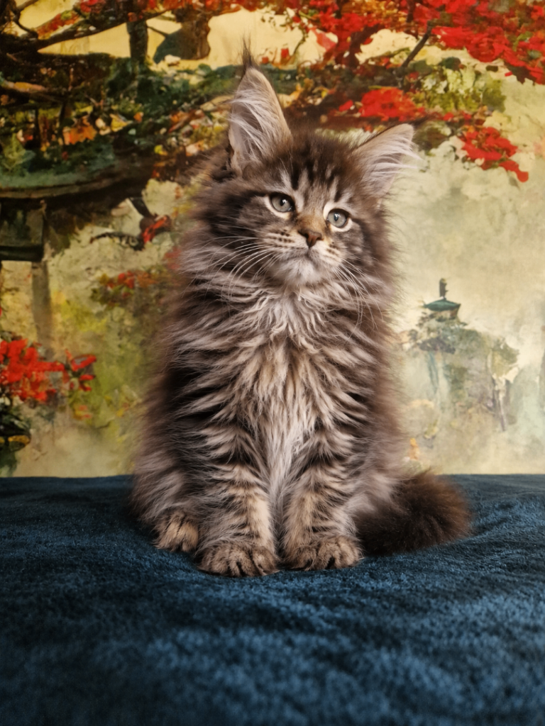 Maine Coon Kittens - 2 Boys from Champion Blood lines