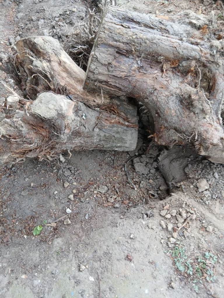 Logs FREE