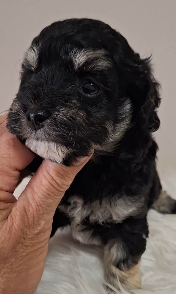 🐾🐾Tri colour Maltipoo 🐾🐾