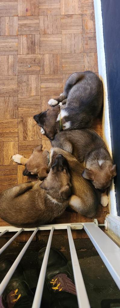 5 puppies needing good homes