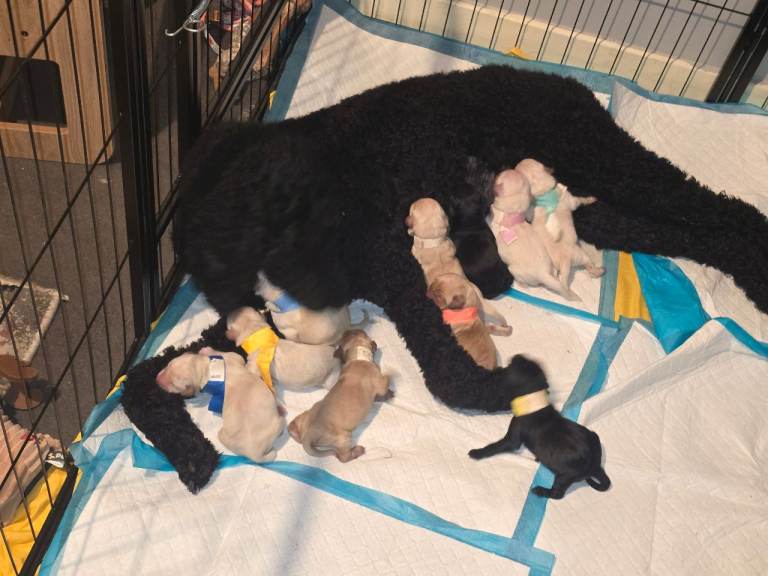 Labradoodle pups