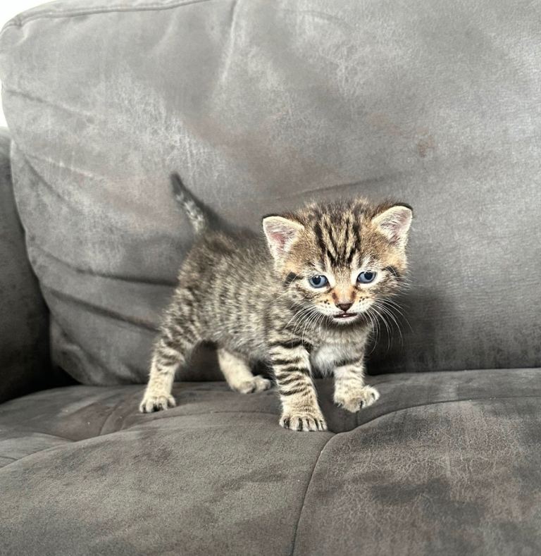Stunning mix tabby kittens 3 available £200 each