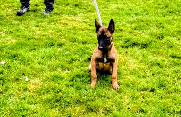 Belgium malinois bitch puppy,