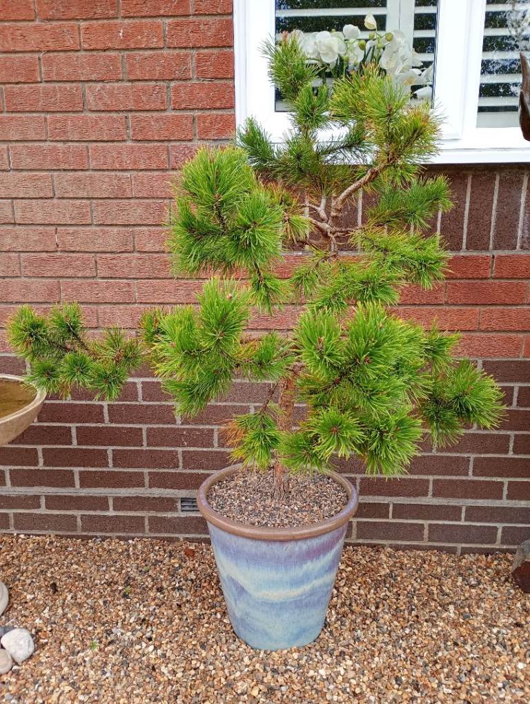Large standard Bonsai pine tree in Lge pot